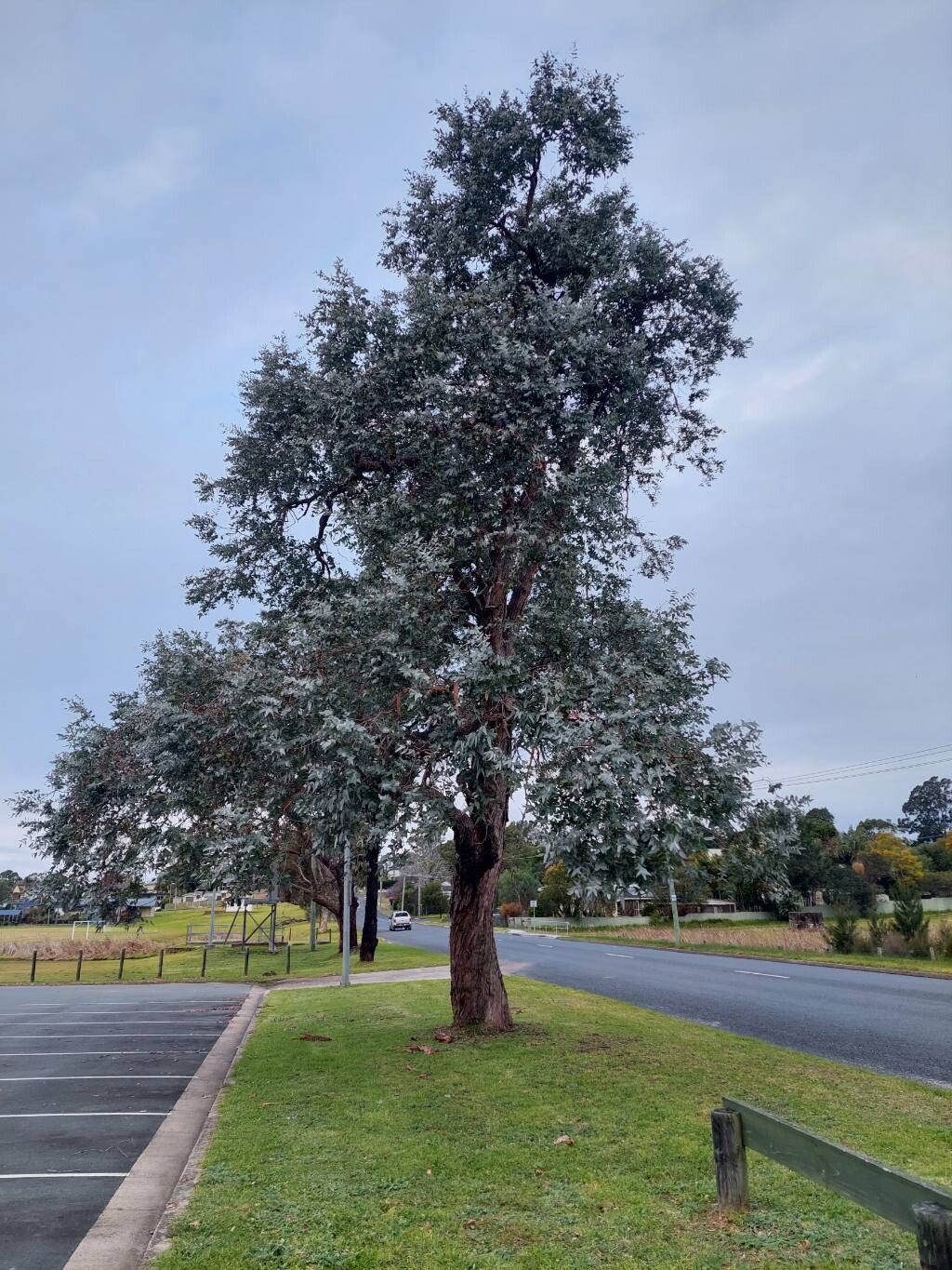 Eucaliptul argintiu (Eucalyptus cinerea 'Silver Dollar')