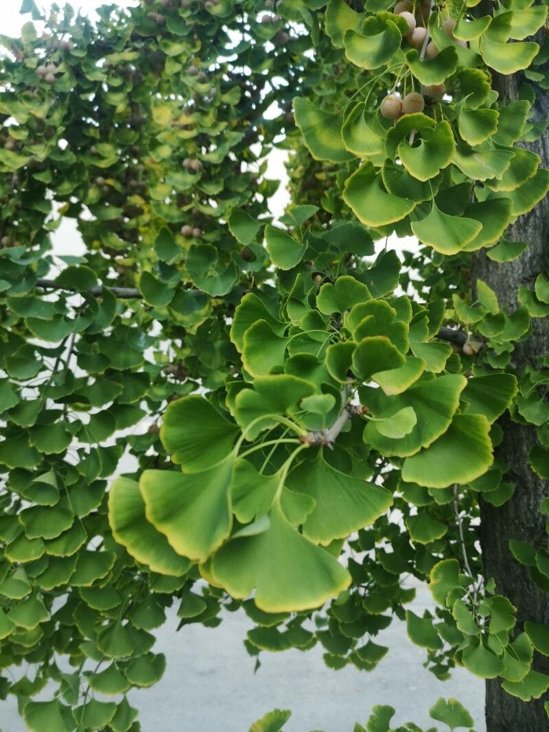 Arborele pagodelor (Ginkgo biloba)