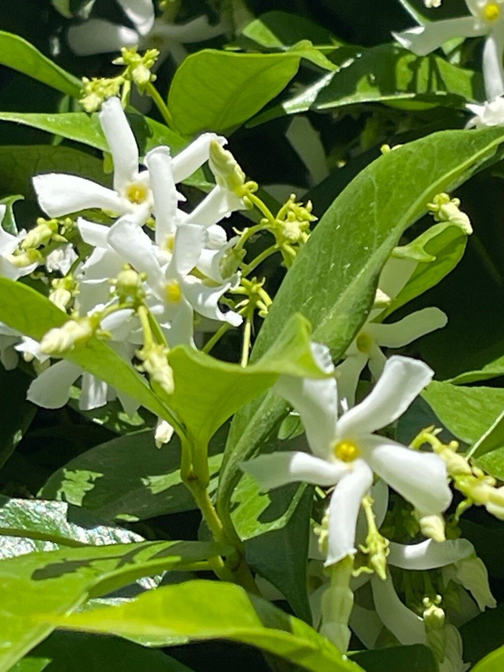 Iasomie stelată veșnic verde (Trachelospermum jasminoides)