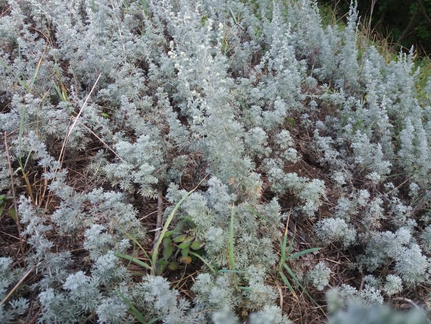 Pelinaș de câmp (Artemisia campestris)