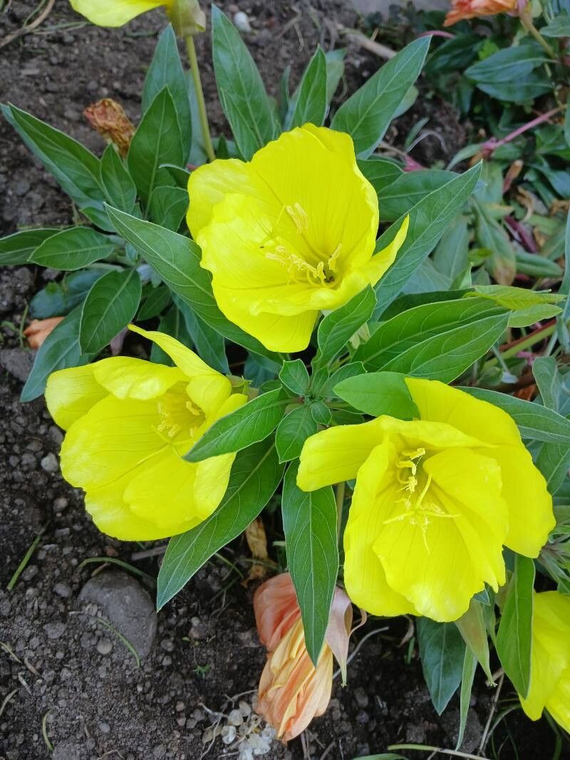 Luminiță de seară cu flori galbene (Oenothera macrocarpa)