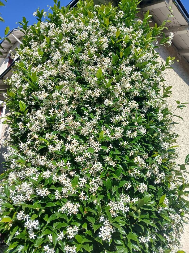 Iasomie stelată veșnic verde (Trachelospermum jasminoides)