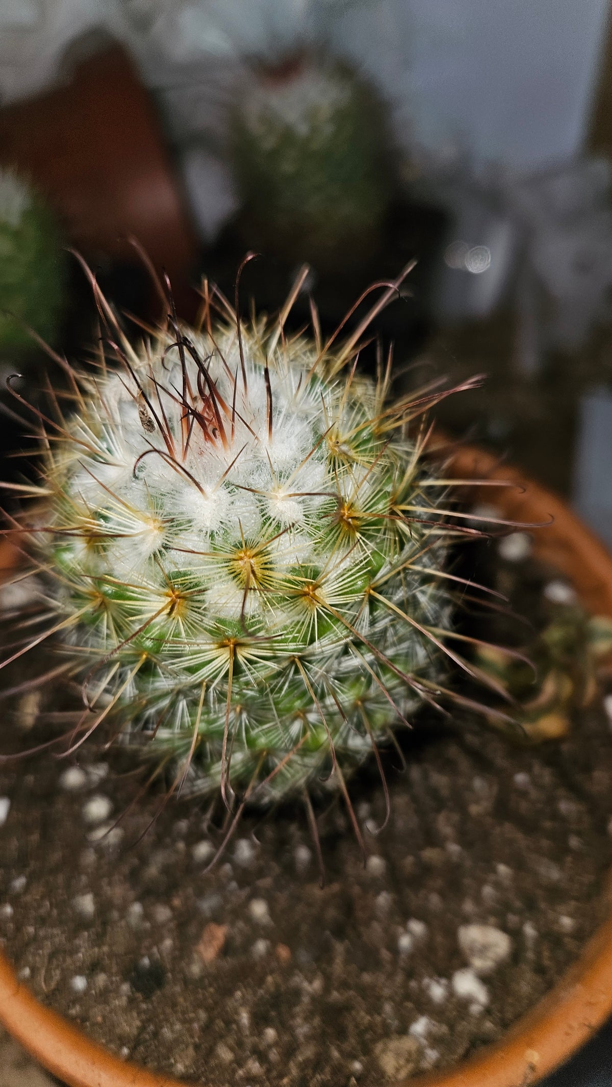 Cactusul mătăsos (Mammillaria bombycina)