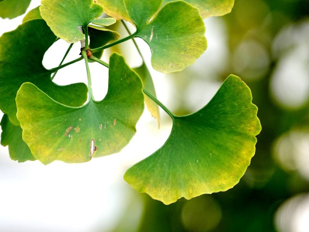 Arborele pagodelor (Ginkgo biloba)