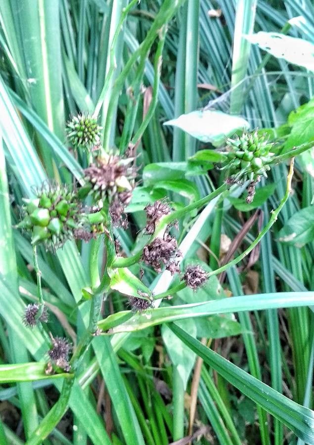 Țițeiu de baltă (Sparganium erectum)