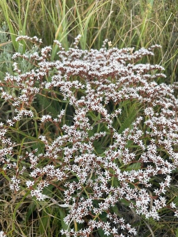 Floarea de Piatră / Statice Tătărească / Sărăturică perenă (Goniolimon tataricum)