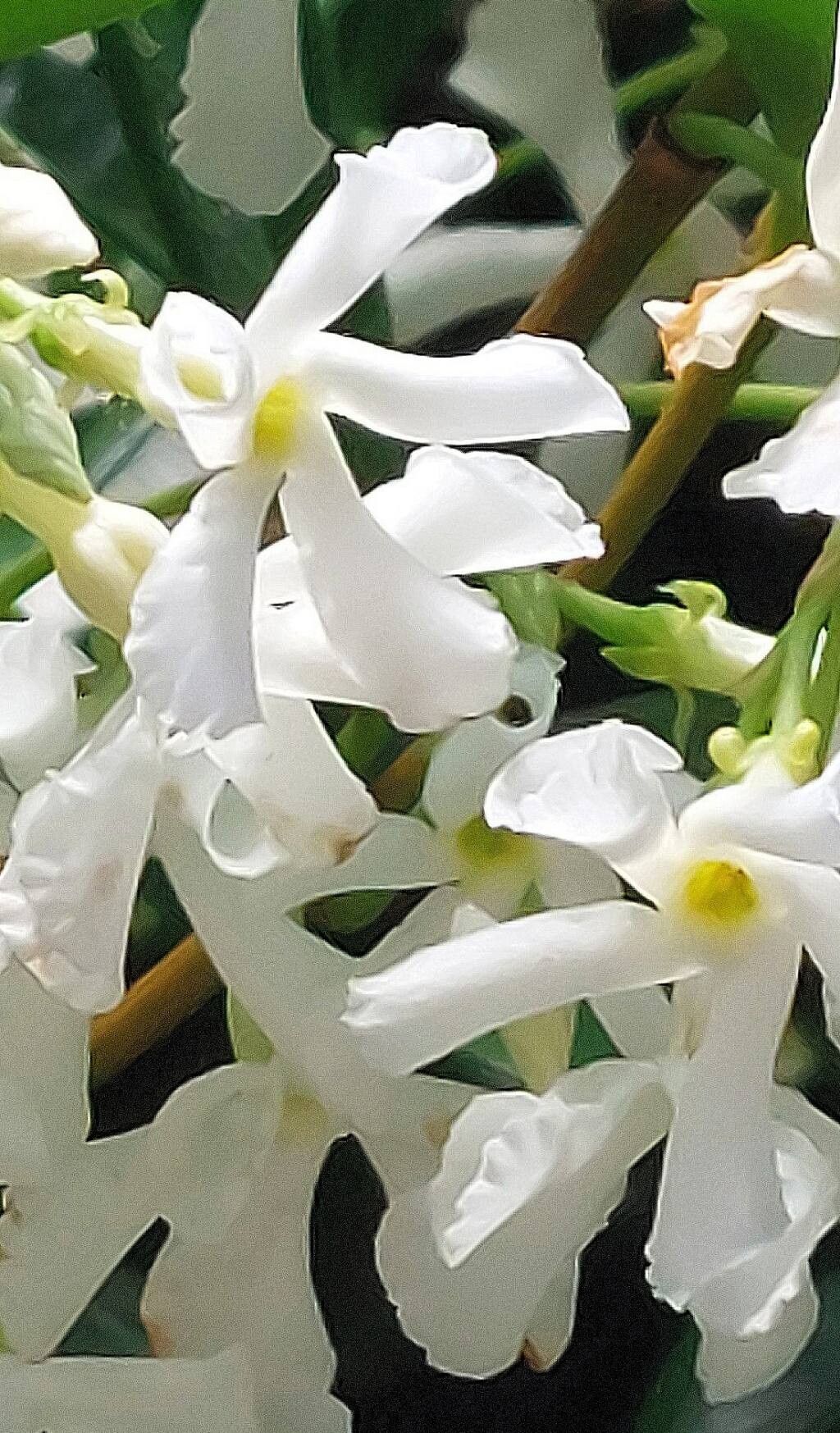 Iasomie stelată veșnic verde (Trachelospermum jasminoides)