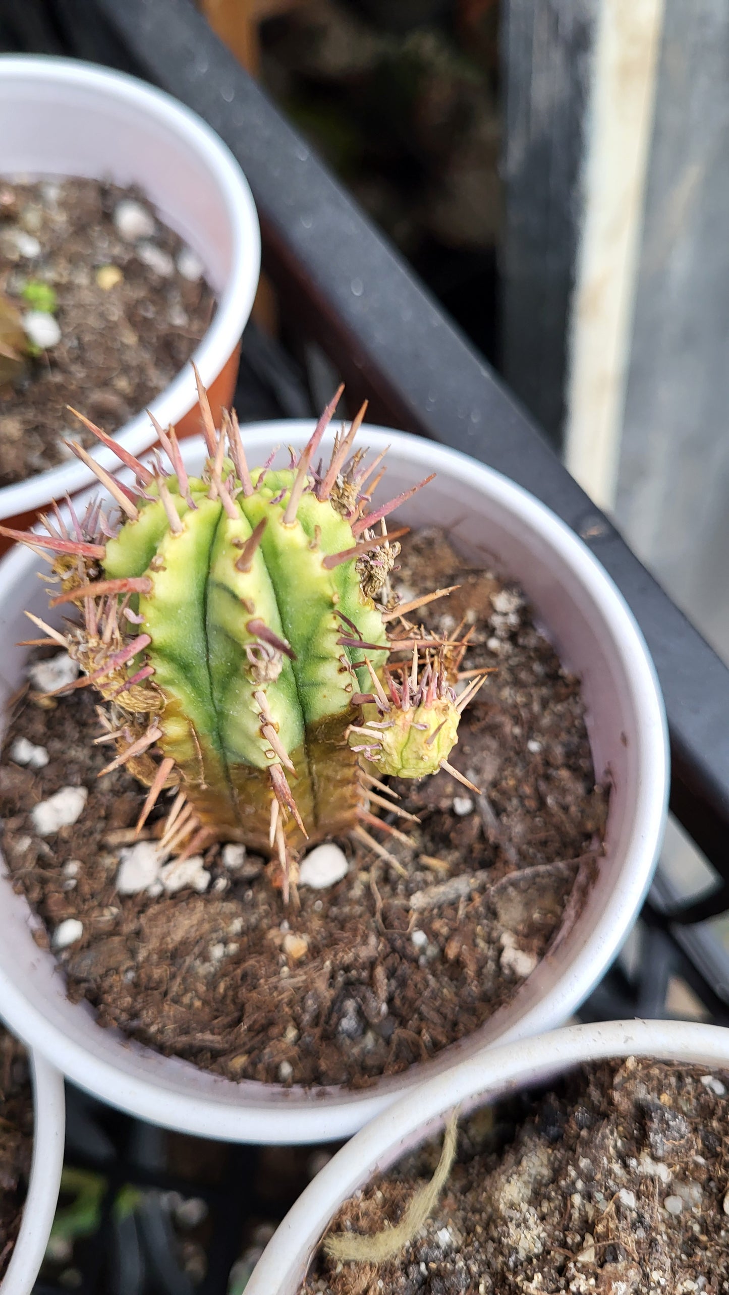 Plantă suculentă Euphorbia ferox