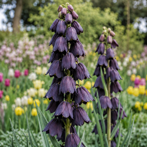 Fritilaria persană (Fritillaria persica) (disponibil din nov 2026)