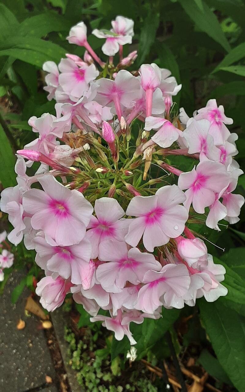 Brumărele (Phlox paniculata) Bright Eyes