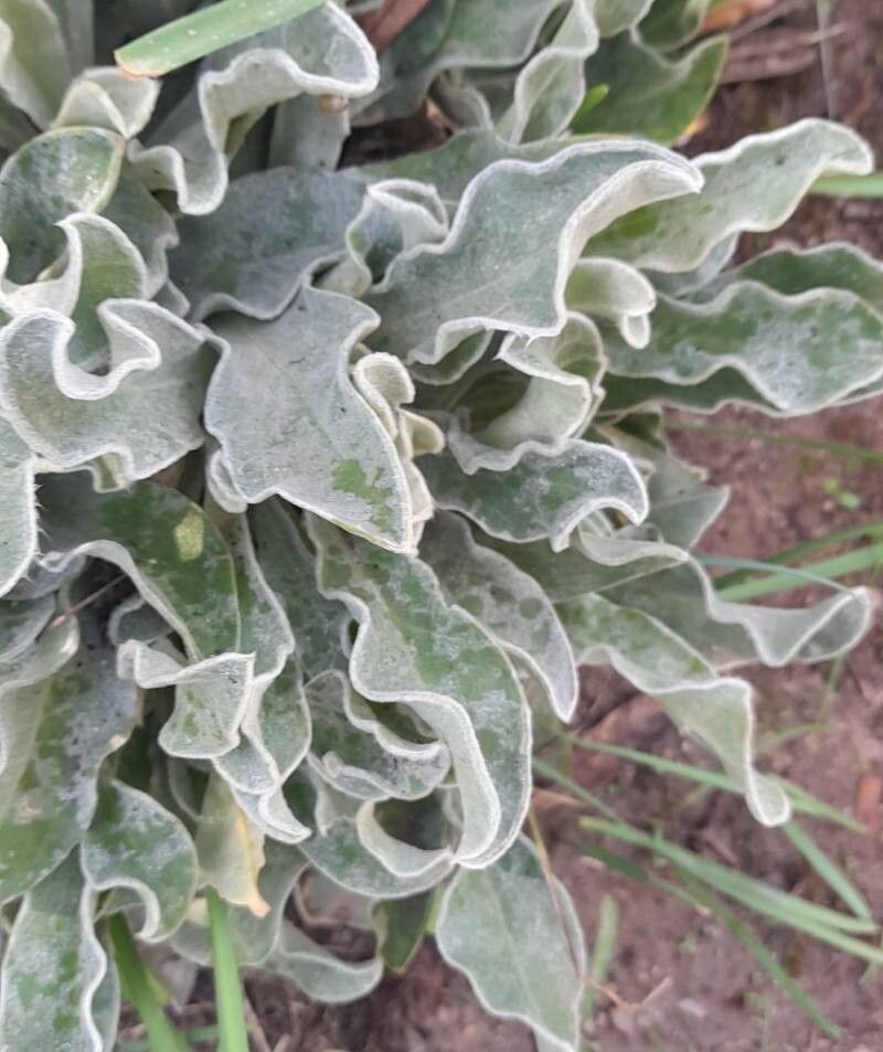 Coroniță / Campion (Silene coronaria)