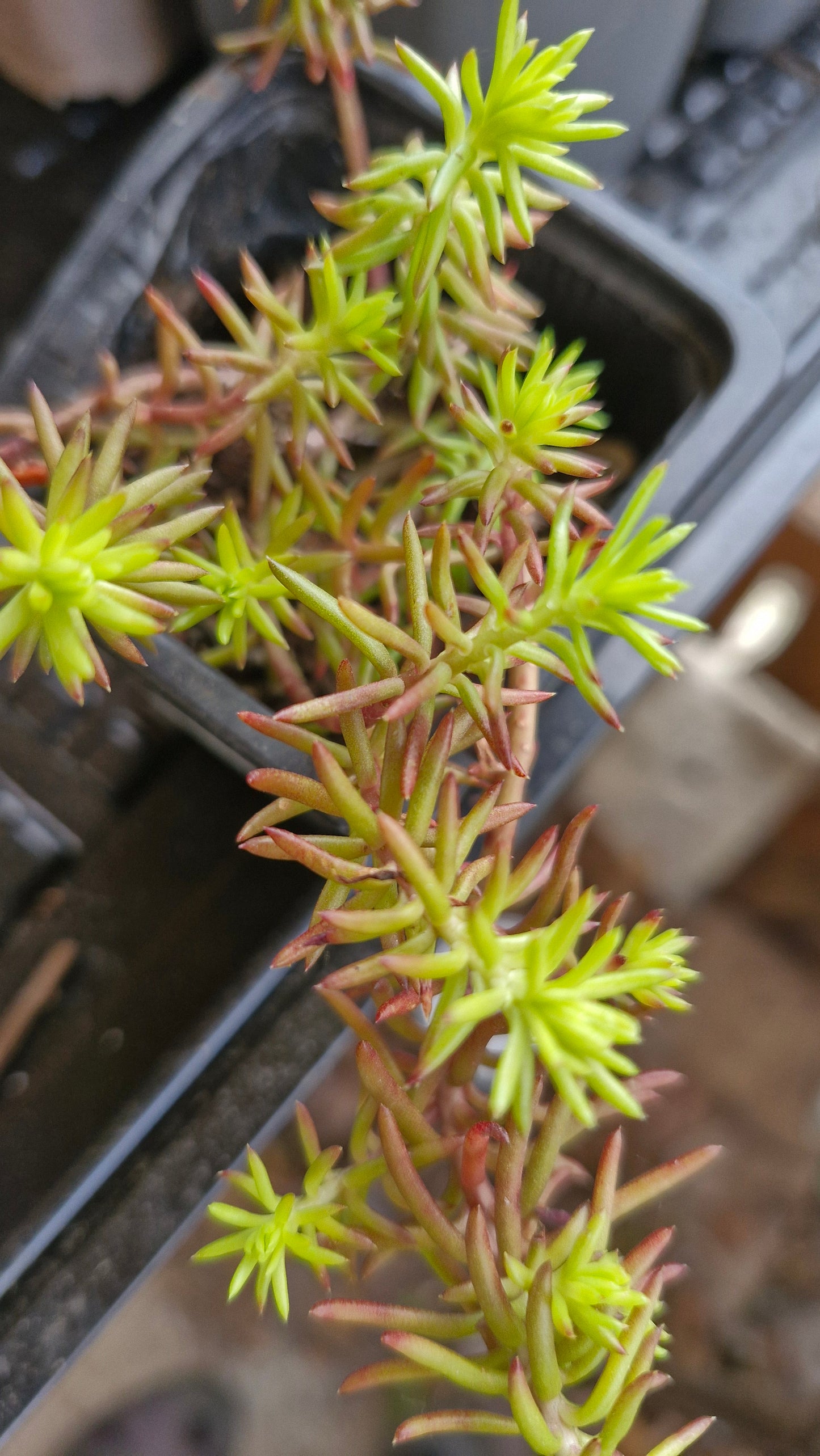 Iarbă grasă galben-roșietică (Sedum acre)