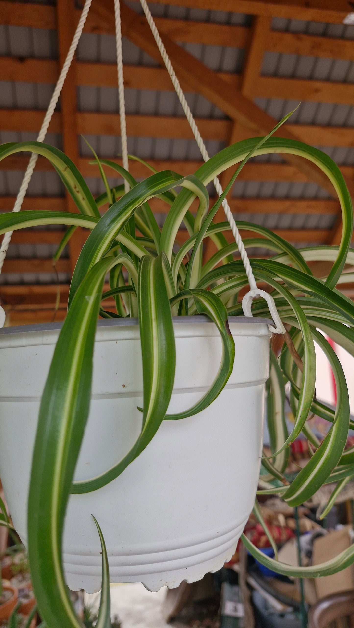 Planta Paianjen (Chlorophytum Comosum)