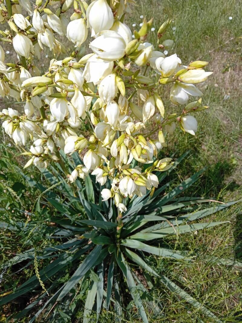 Yucca de grădină (Yucca filamentosa)