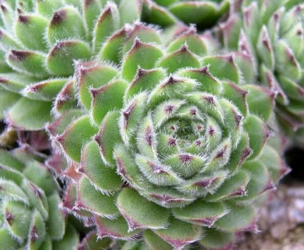 Urechelniță mix (Sempervivum spp.)
