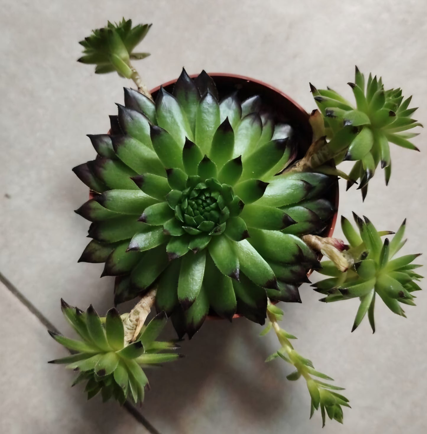 Urechelniță mix (Sempervivum spp.)