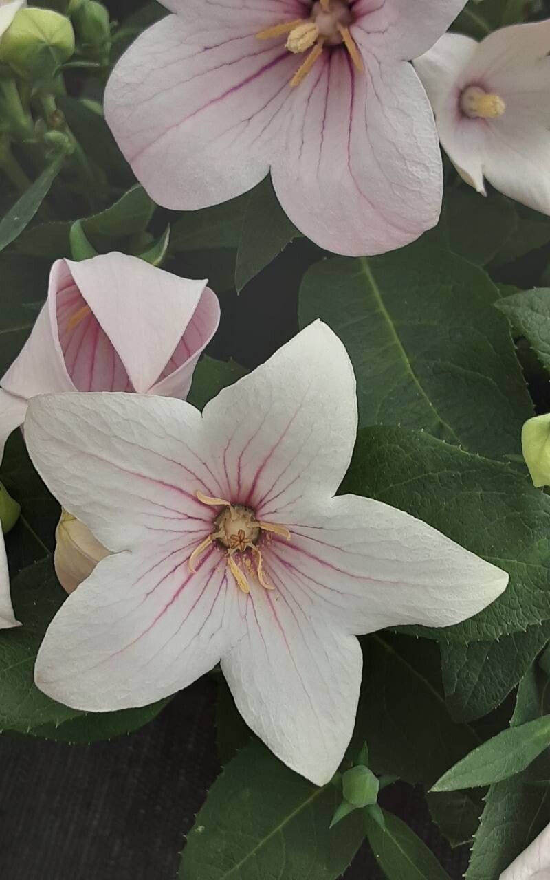 Floarea balon roz (Platycodon grandiflorus)