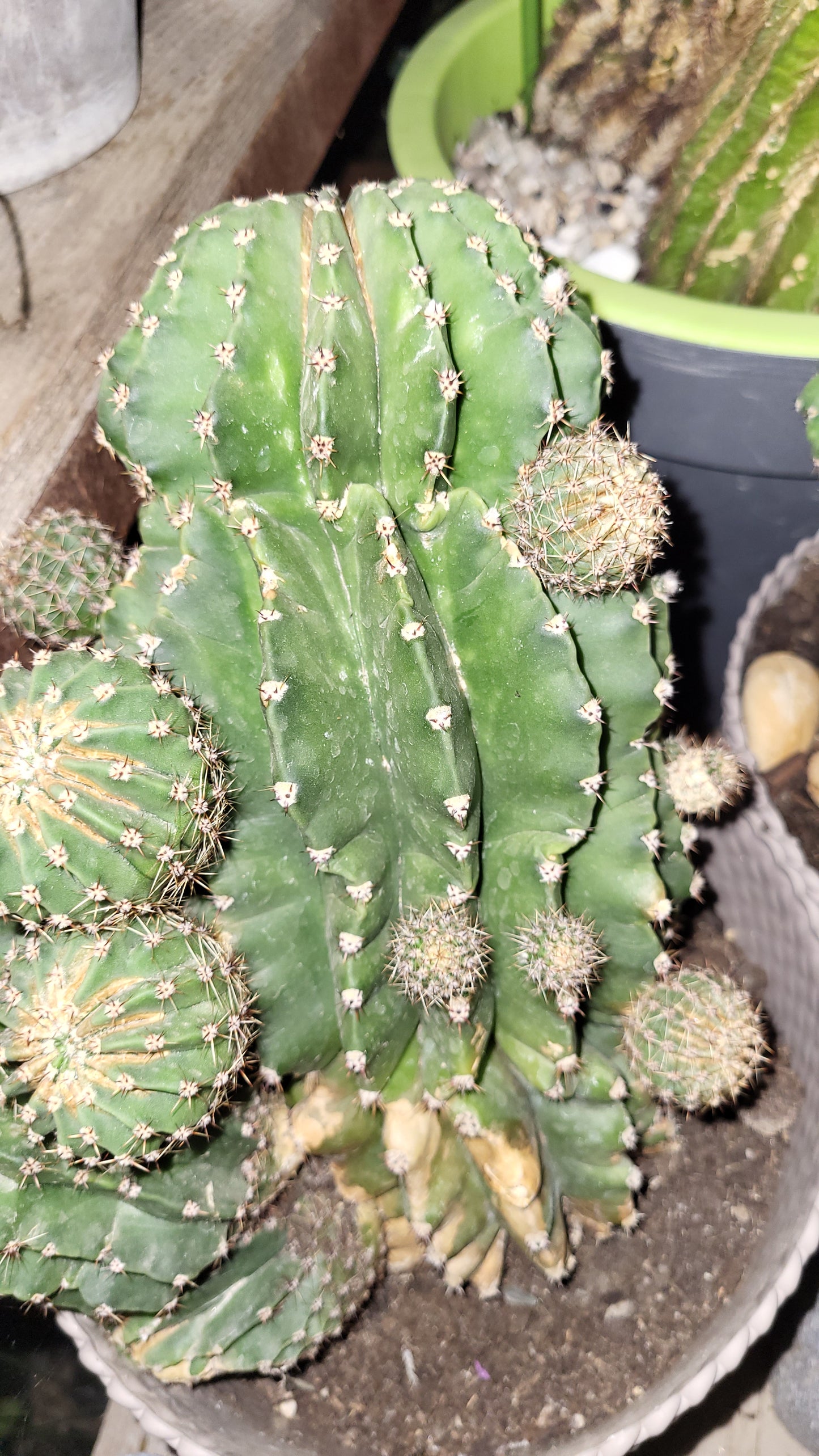 Cactusul crin roz (Echinopsis oxygona)