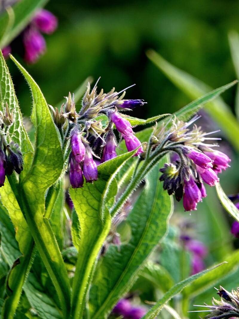 Tătăneasă (Symphytum officinale)