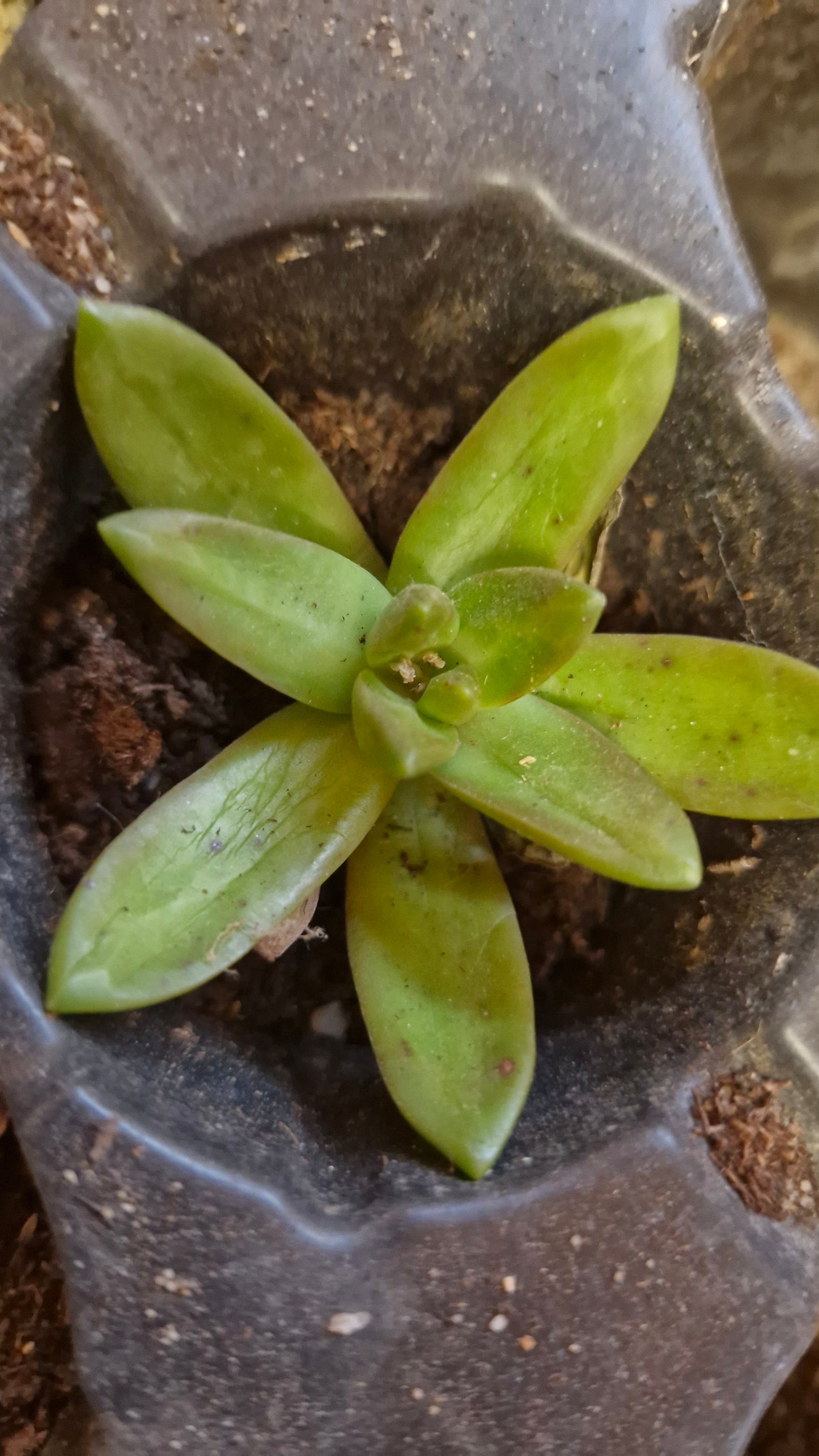 Sedum aurora (Sedum adolphi)
