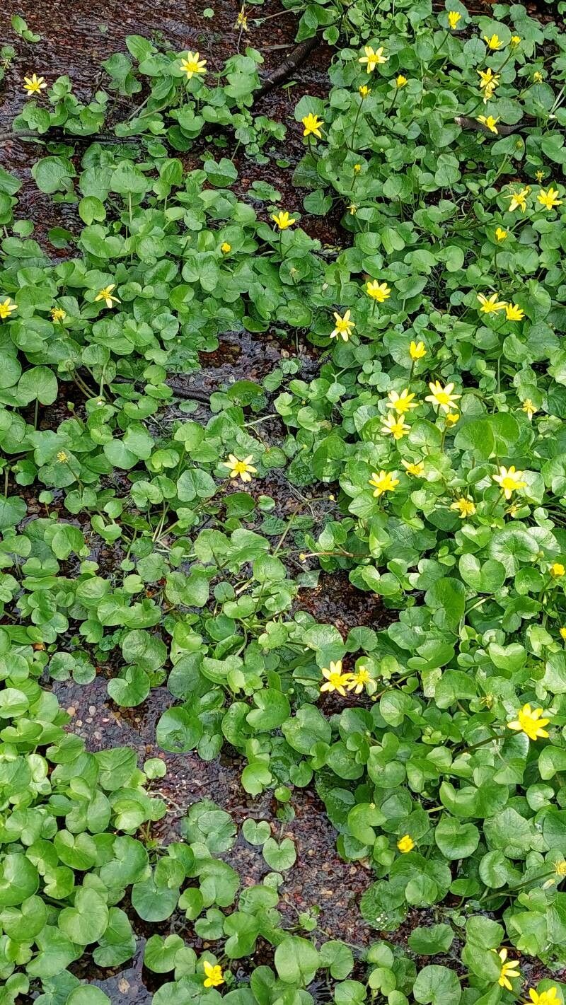 Untișor (Ranunculus ficaria)