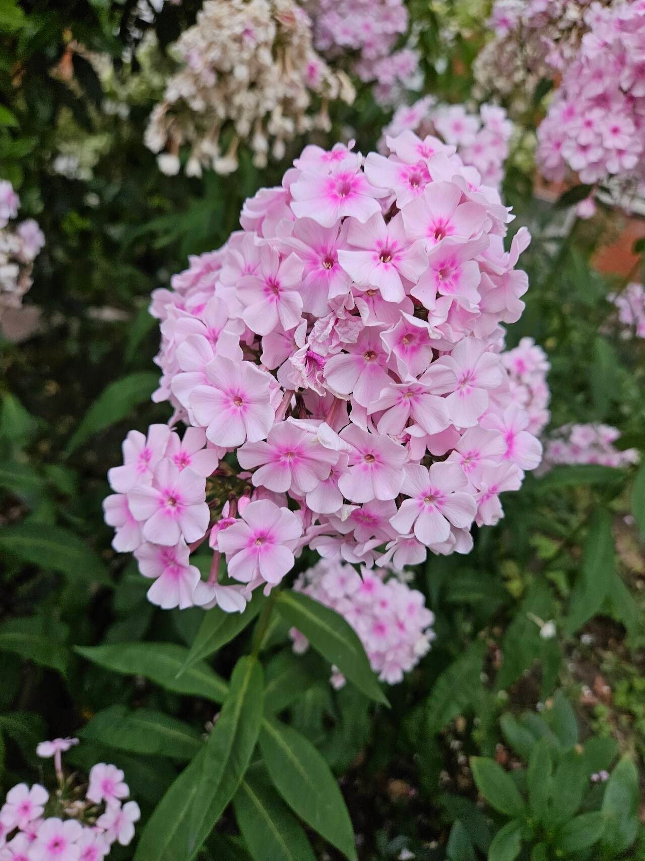 Brumărele (Phlox paniculata) Bright Eyes