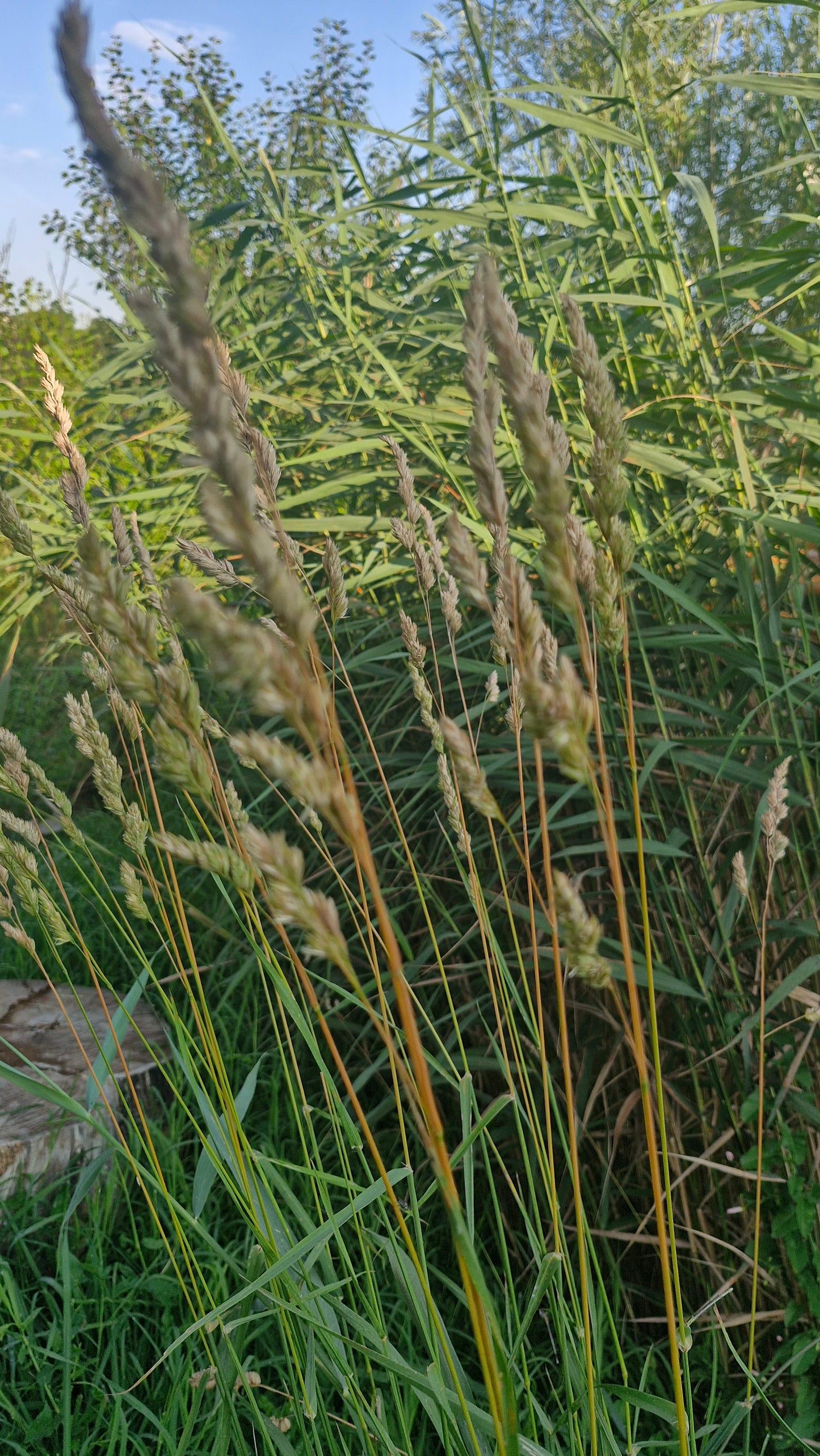 Golomăț (Dactylis glomerata)
