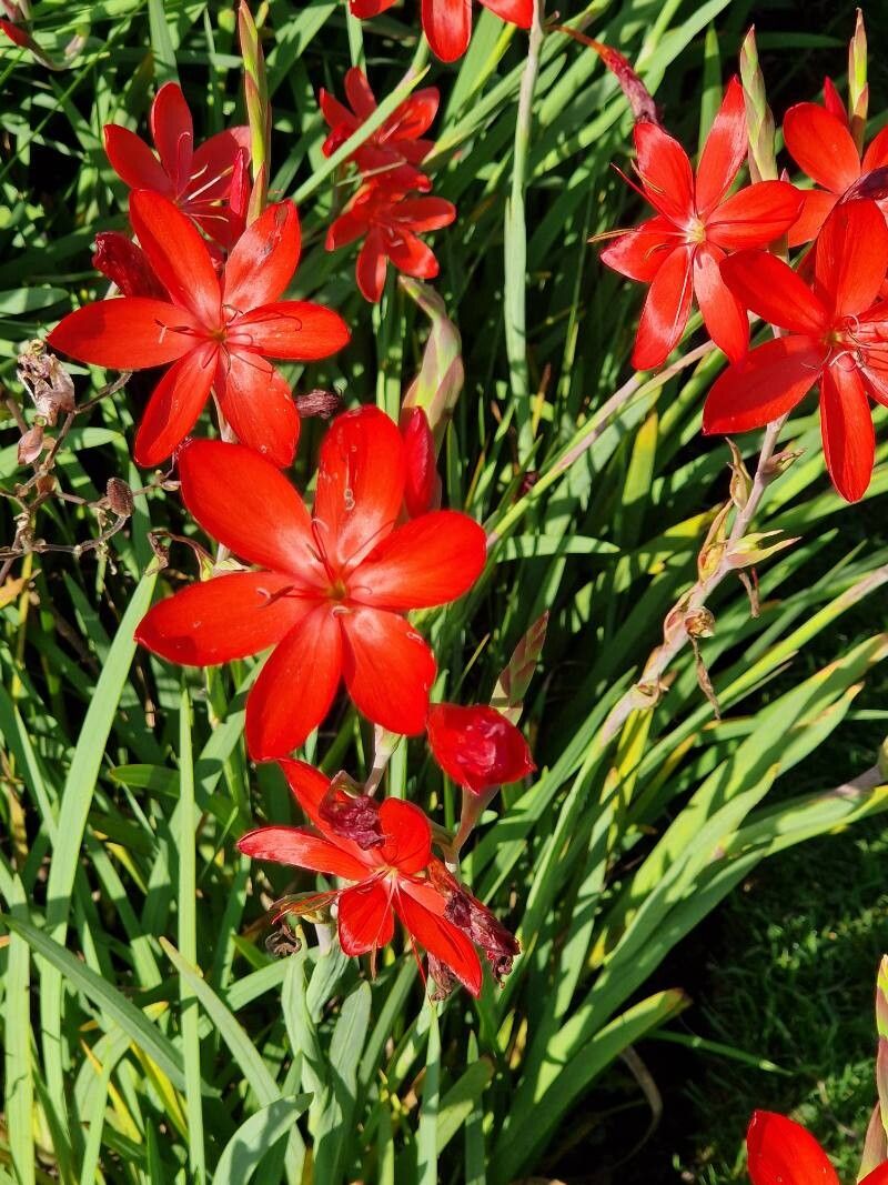 Gladiola de baltă (Schizostylis coccinea)