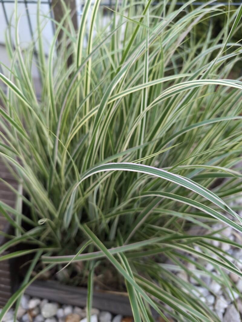 Panglinguță / Rogoz prestriț (Carex morrowii ‘Variegata’)