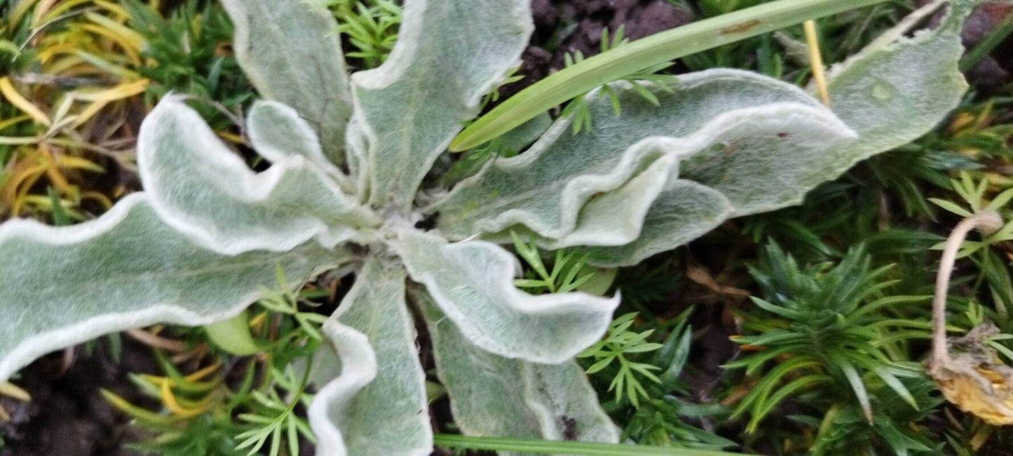 Coroniță / Campion (Silene coronaria)