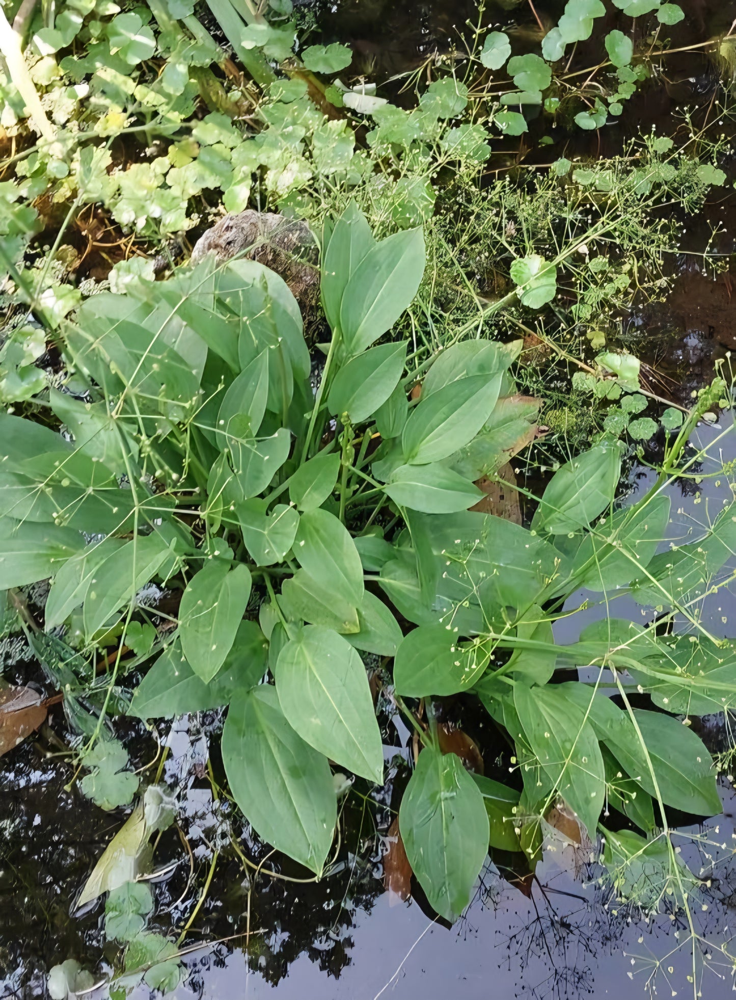 Brâncăriţa (Alisma plantago-aquatica)