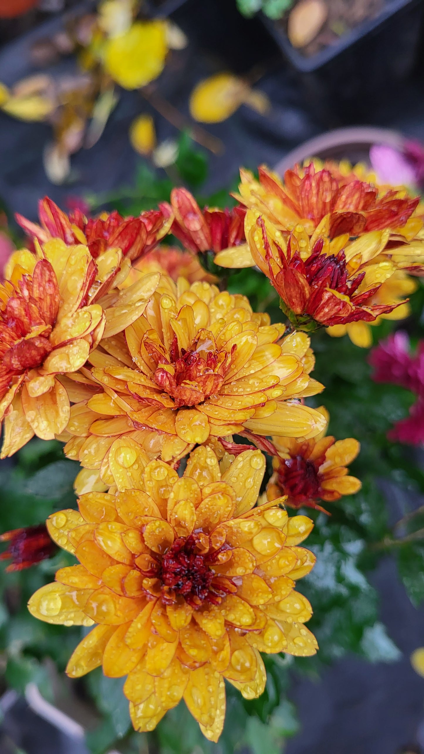Crizamteme tufănele somon (Chrysanthemum spp.)