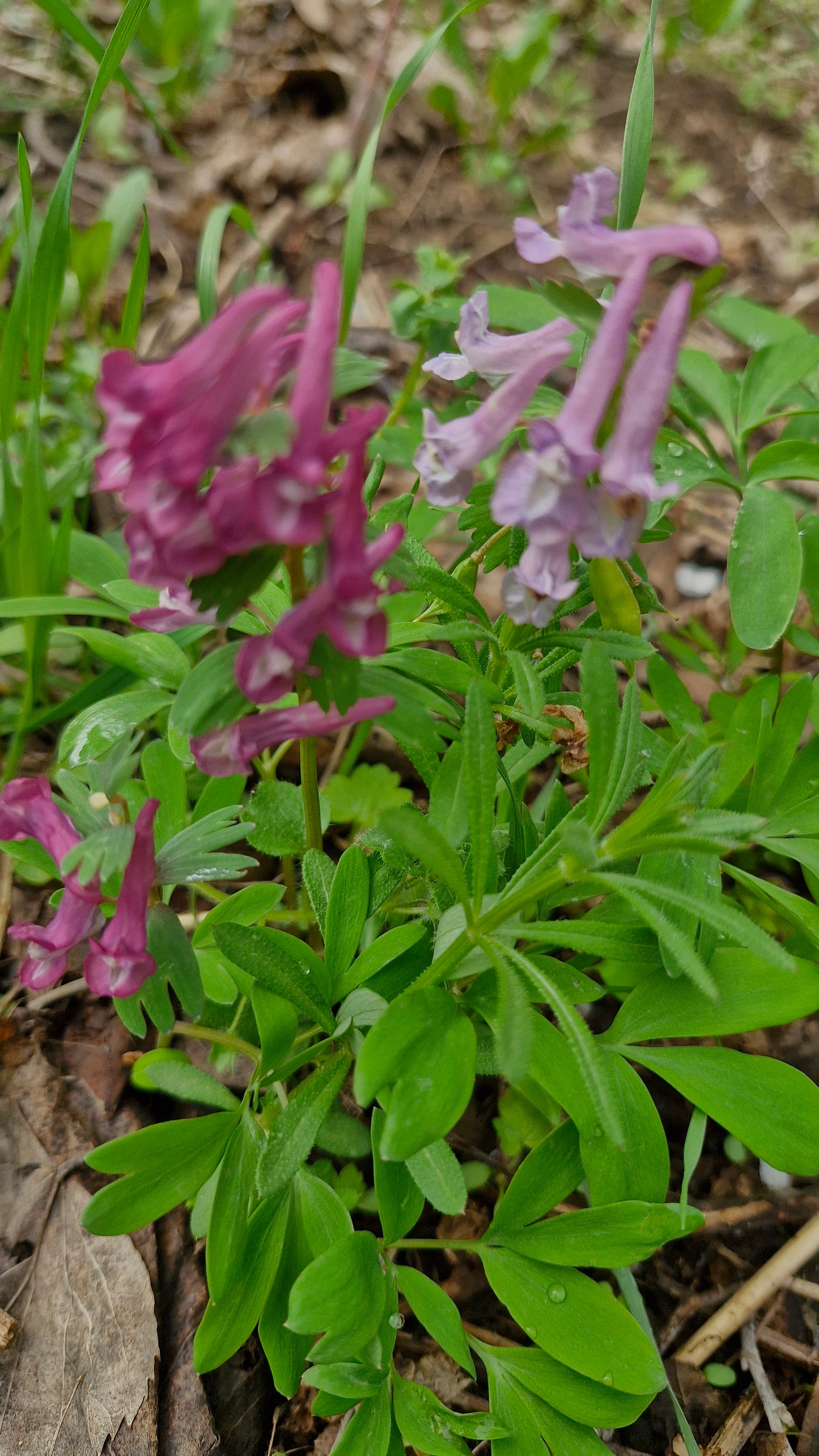 Brebenei (Corydalis solida)
