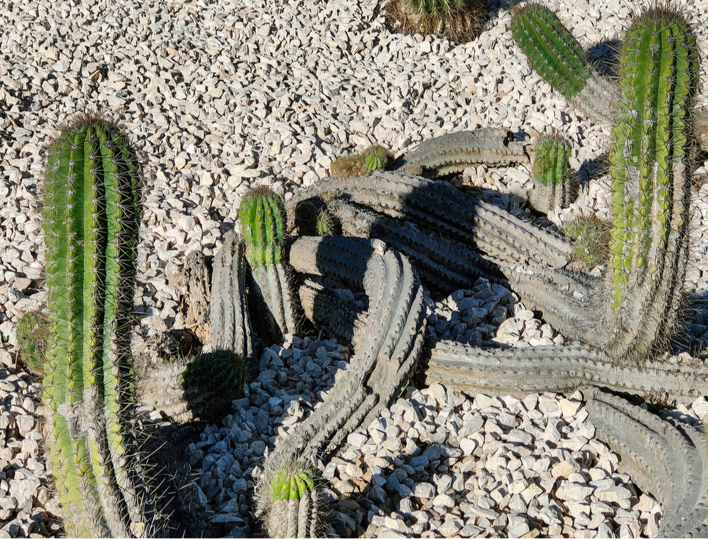 Cactusul gigant de Argentina (Soehrensia candicans)
