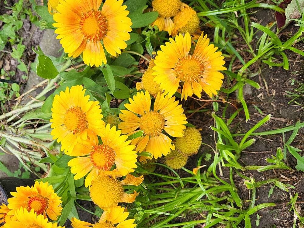 Roata de foc pitică / Fluturași galben dublu (Gaillardia aristata)