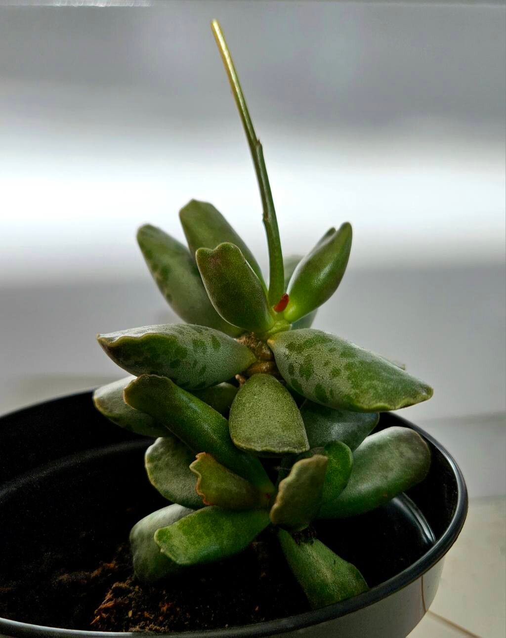 Plantă suculentă baby plant Adromischus cooperi
