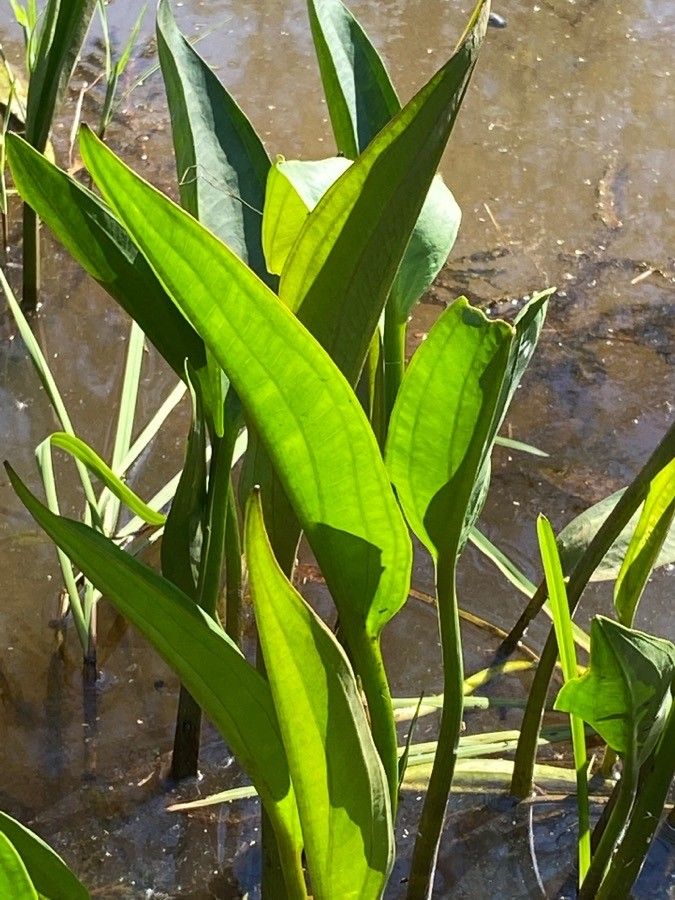 Brâncăriţa (Alisma plantago-aquatica)