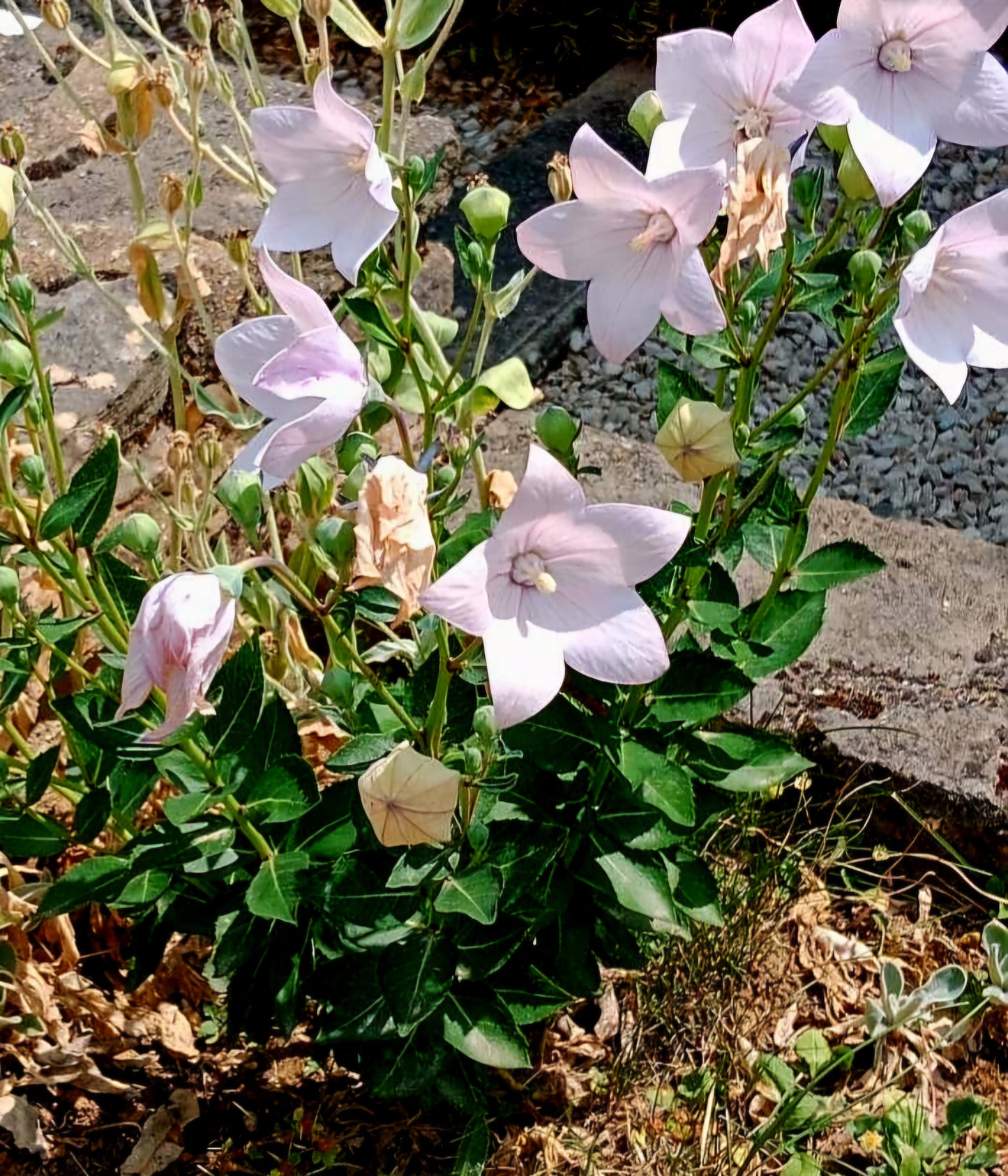 Floarea balon roz (Platycodon grandiflorus)