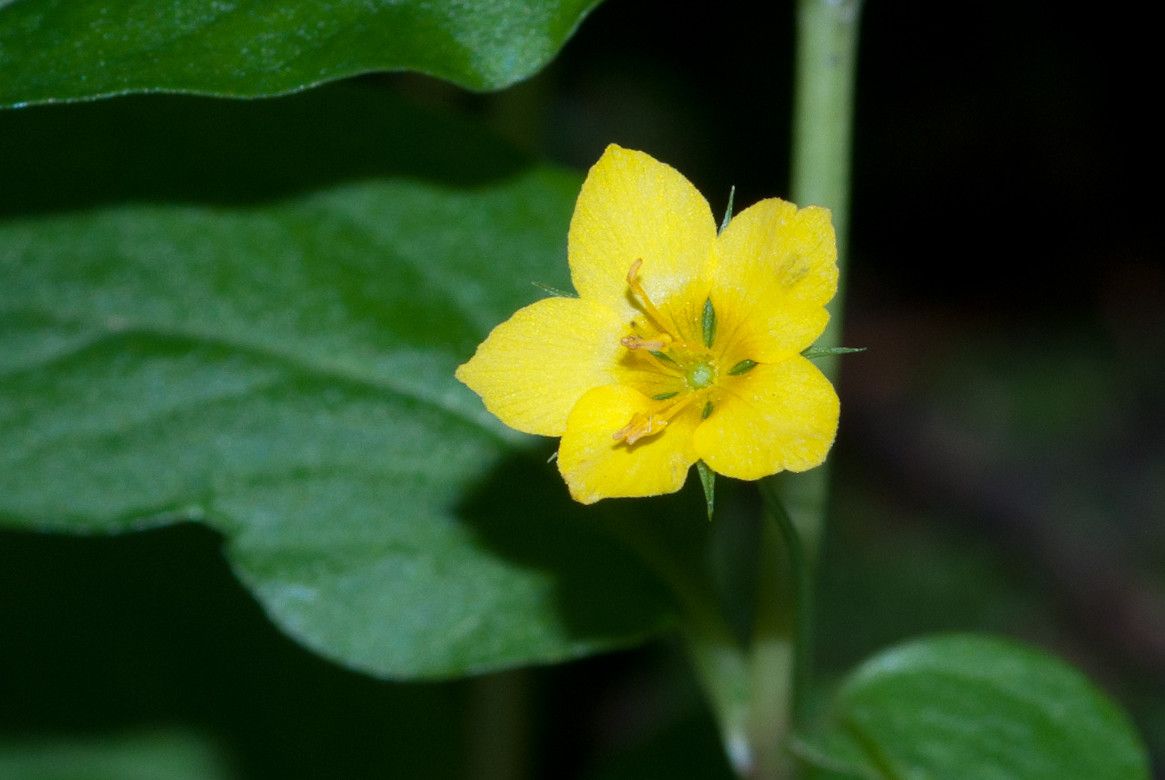 Lămâiță de pădure (Lysimachia nemorum )