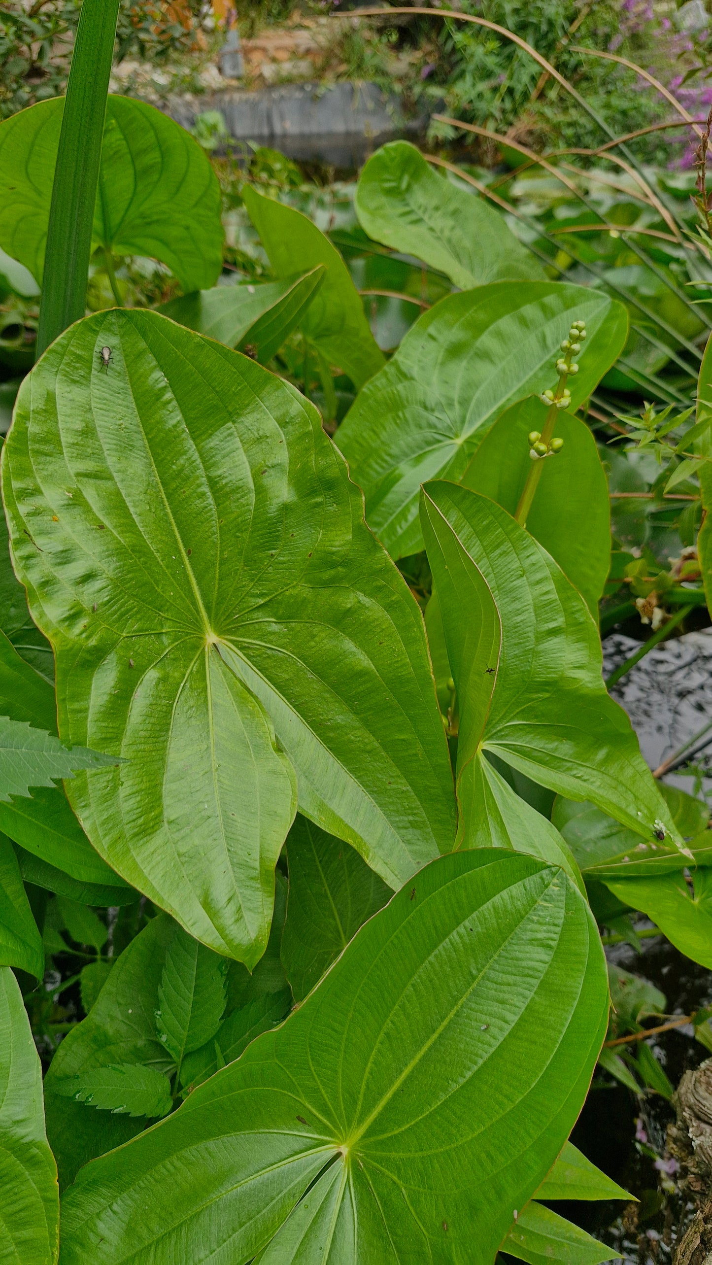 Săgeata apei (Sagittaria latifolia)