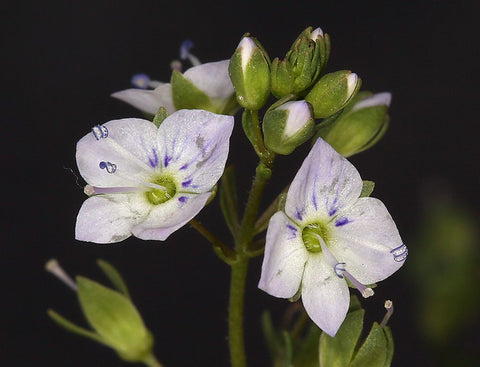 Veronica de apă (Veronica anagallis-aquatica)