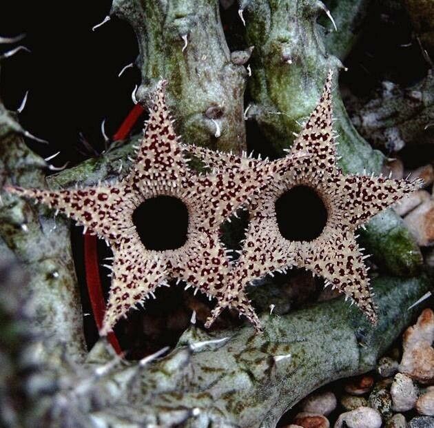 Steaua șerifului de Madagascar (Stapelianthus decaryi)