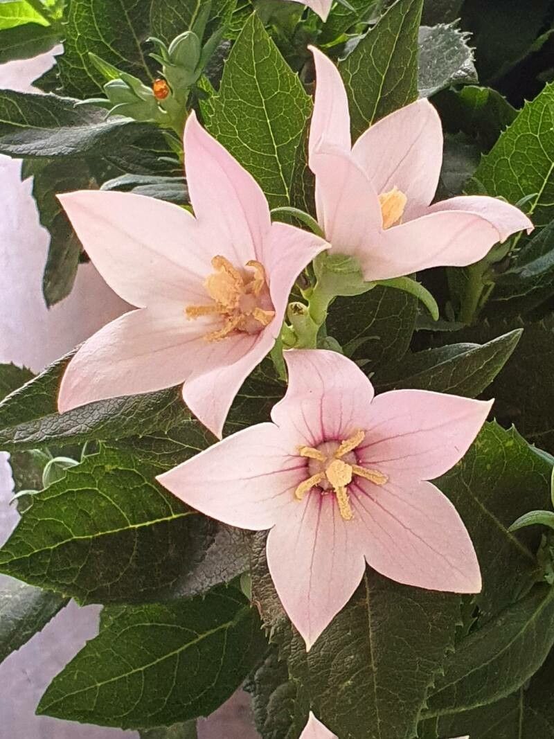 Floarea balon roz (Platycodon grandiflorus)