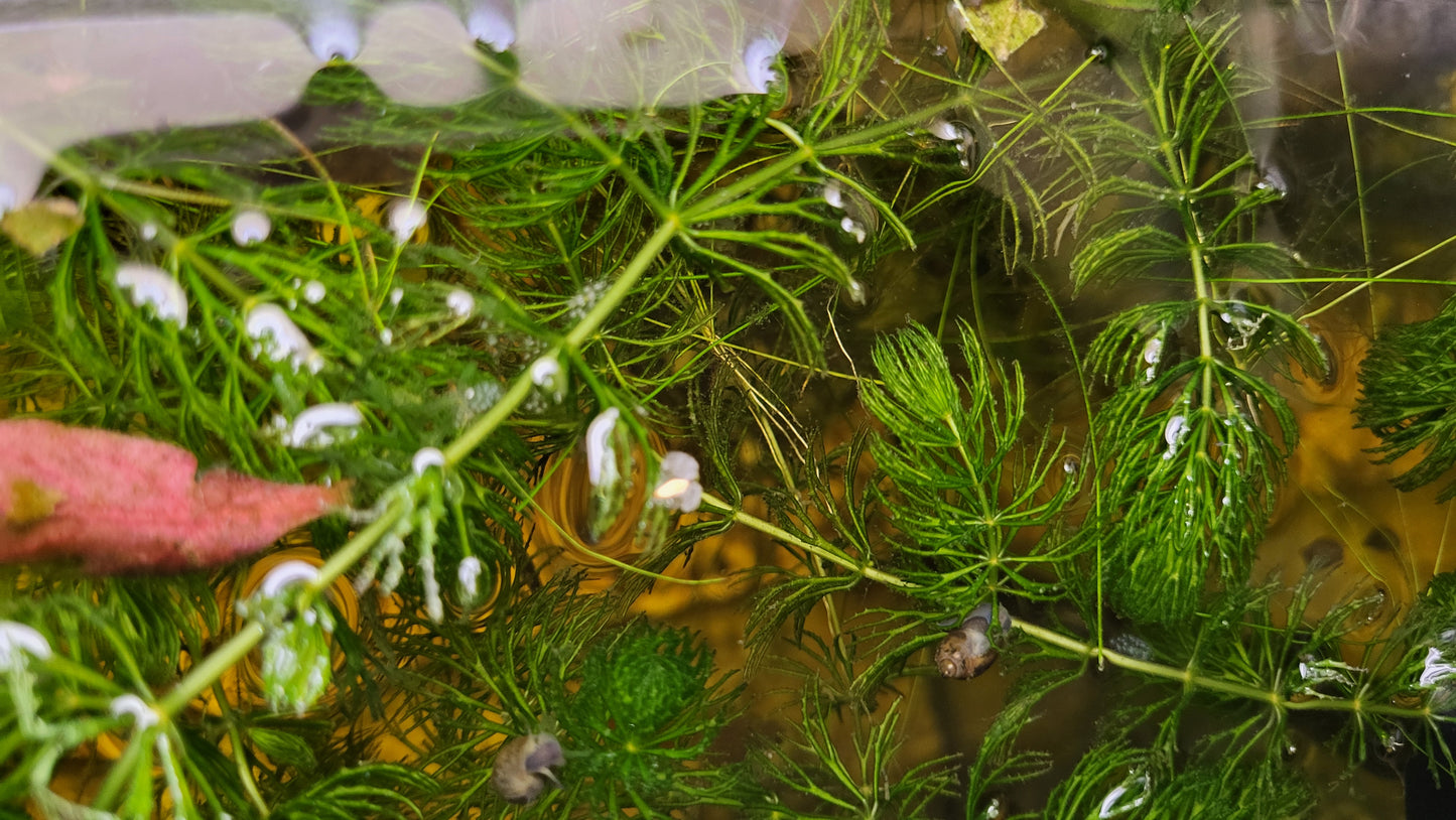 Coșor / Iarbă de baltă (Ceratophyllum demersum)