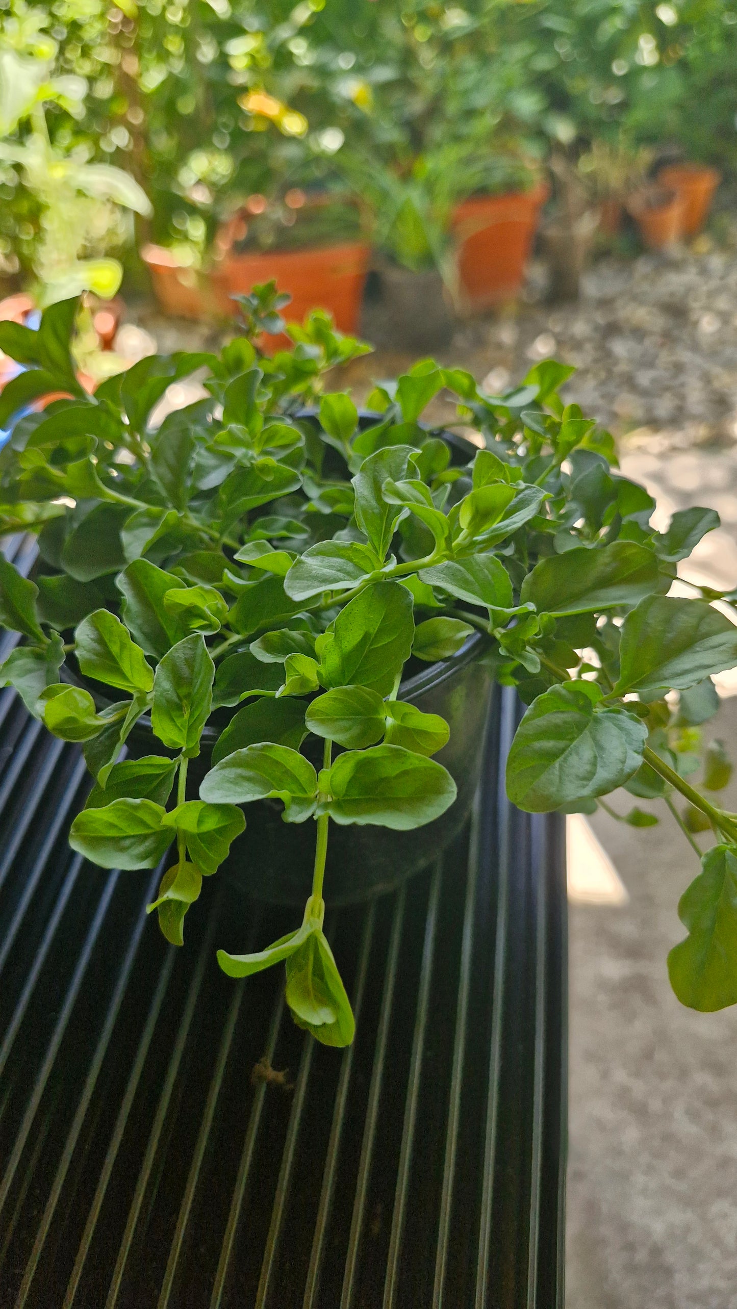 Lămâiță de pădure (Lysimachia nemorum )