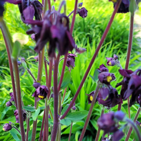 Căldărușe flori duble mix de culori (Aquilegia vulgaris)