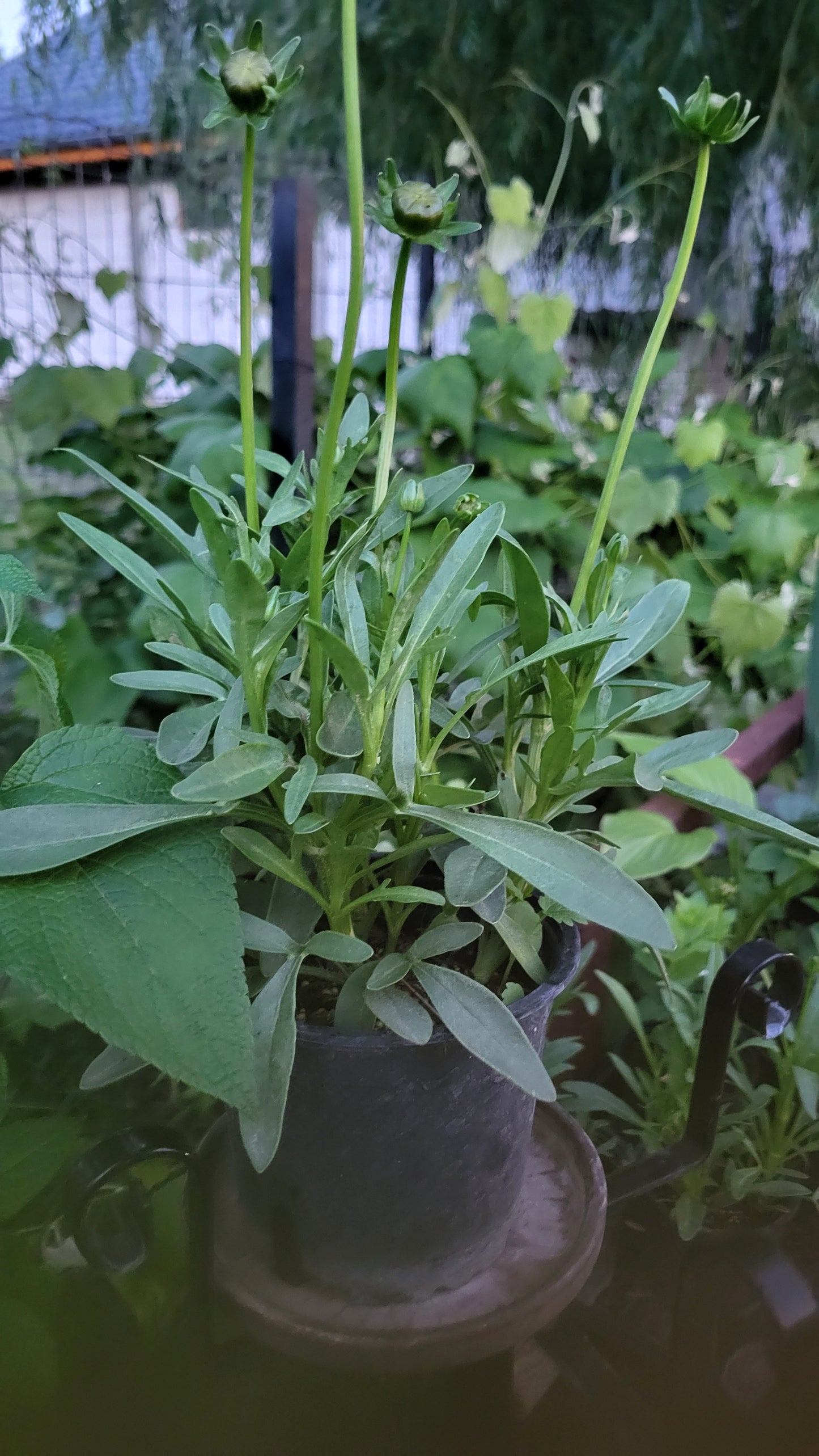 Frumușica (Coreopsis grandiflora "Sungold")