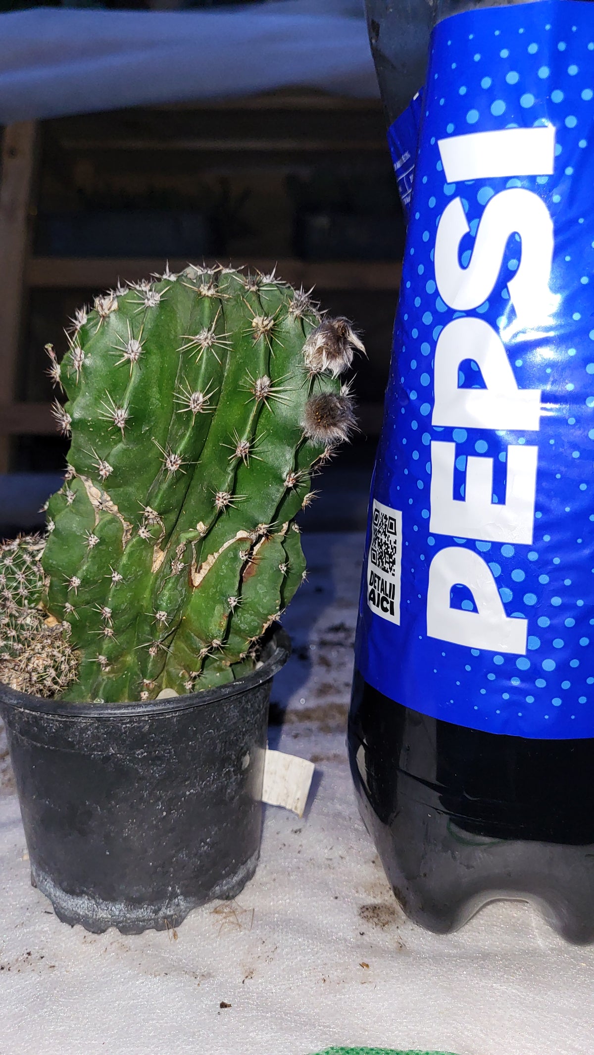 Cactusul crin alb (Echinopsis oxygona)
