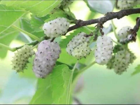 Dudul alb (Morus alba) (Disponibil din octombrie)