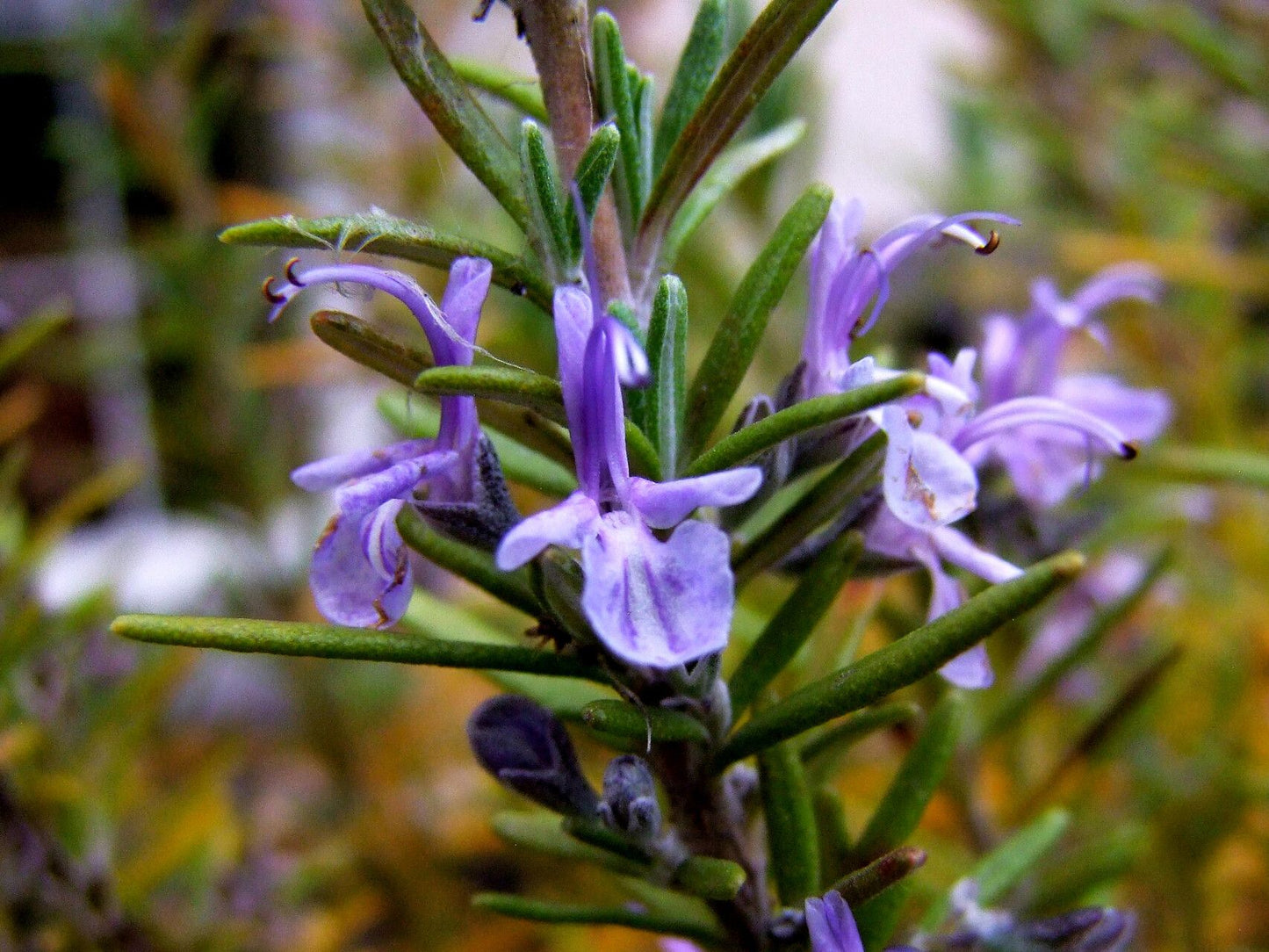 Rozmarinul (Salvia rosmarinus)